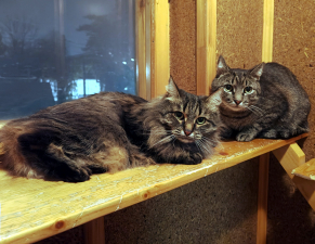 Бася и Тима в гостинице для животных ЗооХутор