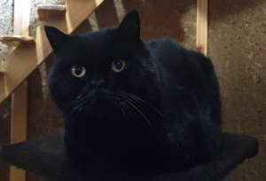 Тайсон в гостинице для животных ЗооХутор