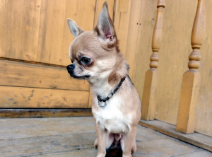 Вилли в гостинице для животных ЗооХутор