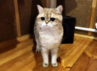 Дуся в гостинице для кошек ЗооХутор