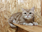 Симба в гостинице для кошек ЗооХутор